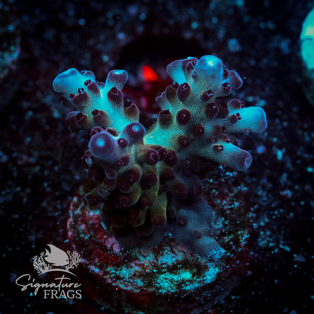 Ultimate Rainbow Granulosa Acropora WYSIWYG frag 1