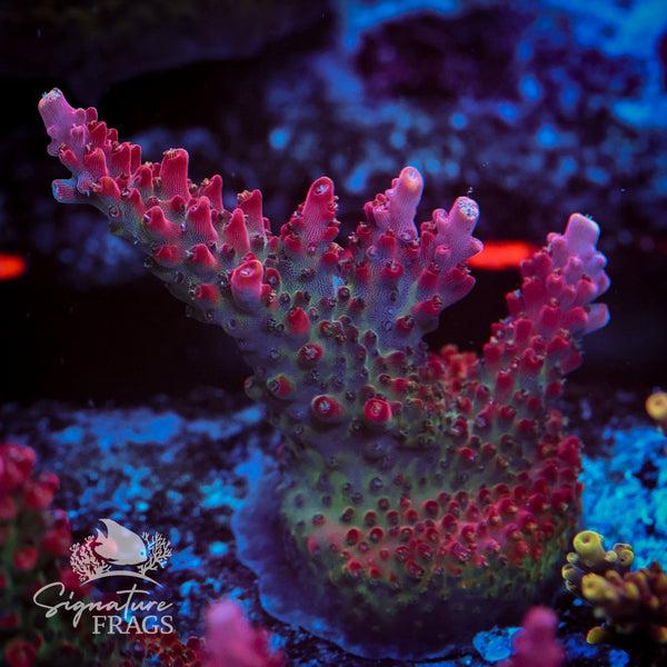 Viper Acropora WYSIWYG frag 1