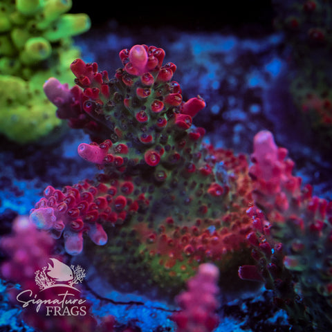 Viper Acropora WYSIWYG frag 2