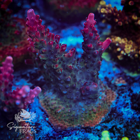 Viper Acropora WYSIWYG frag 3