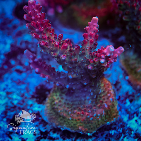 Viper Acropora WYSIWYG frag 4