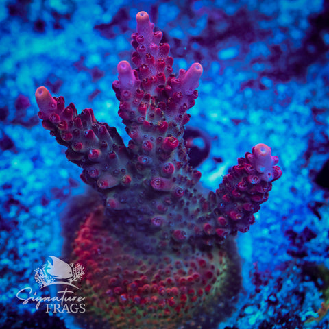 Viper Acropora WYSIWYG frag 5