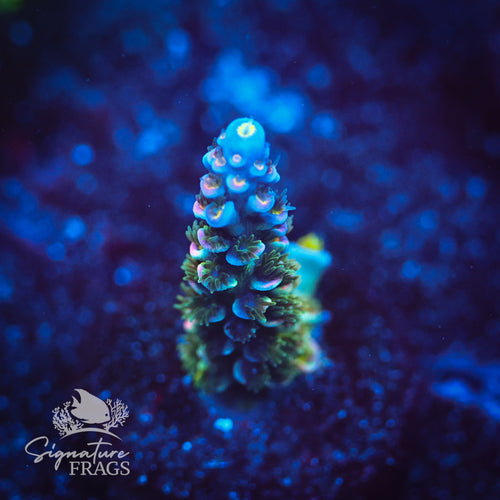 Wakefield Reef 1 in 10uis WYSIWYG Frag 2