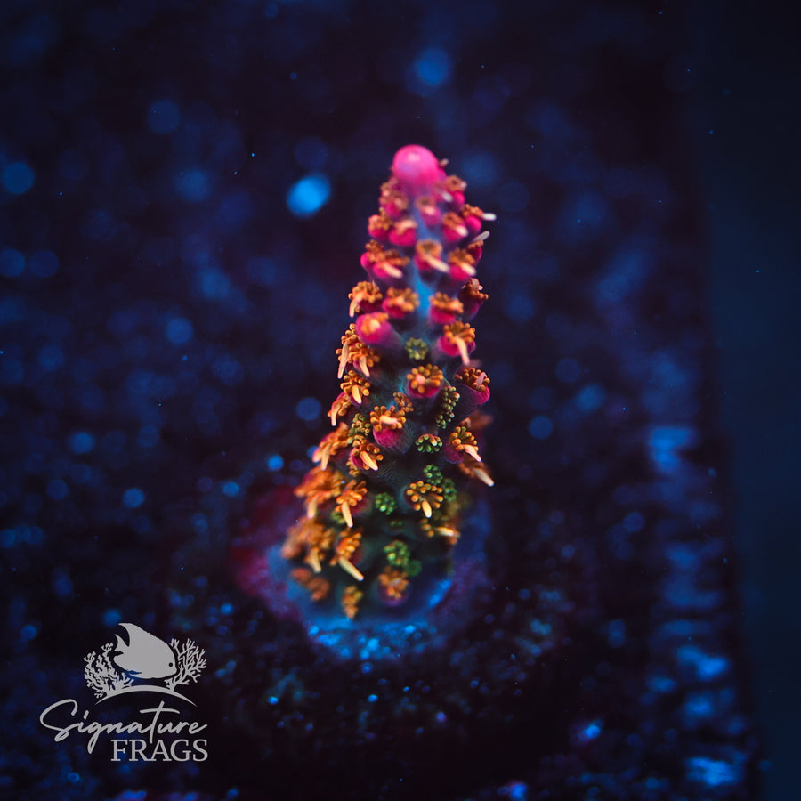 Wicked Orchid — Frag 2