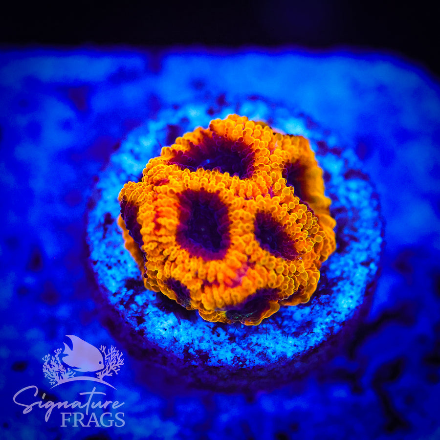 Wolverine Favia Coral