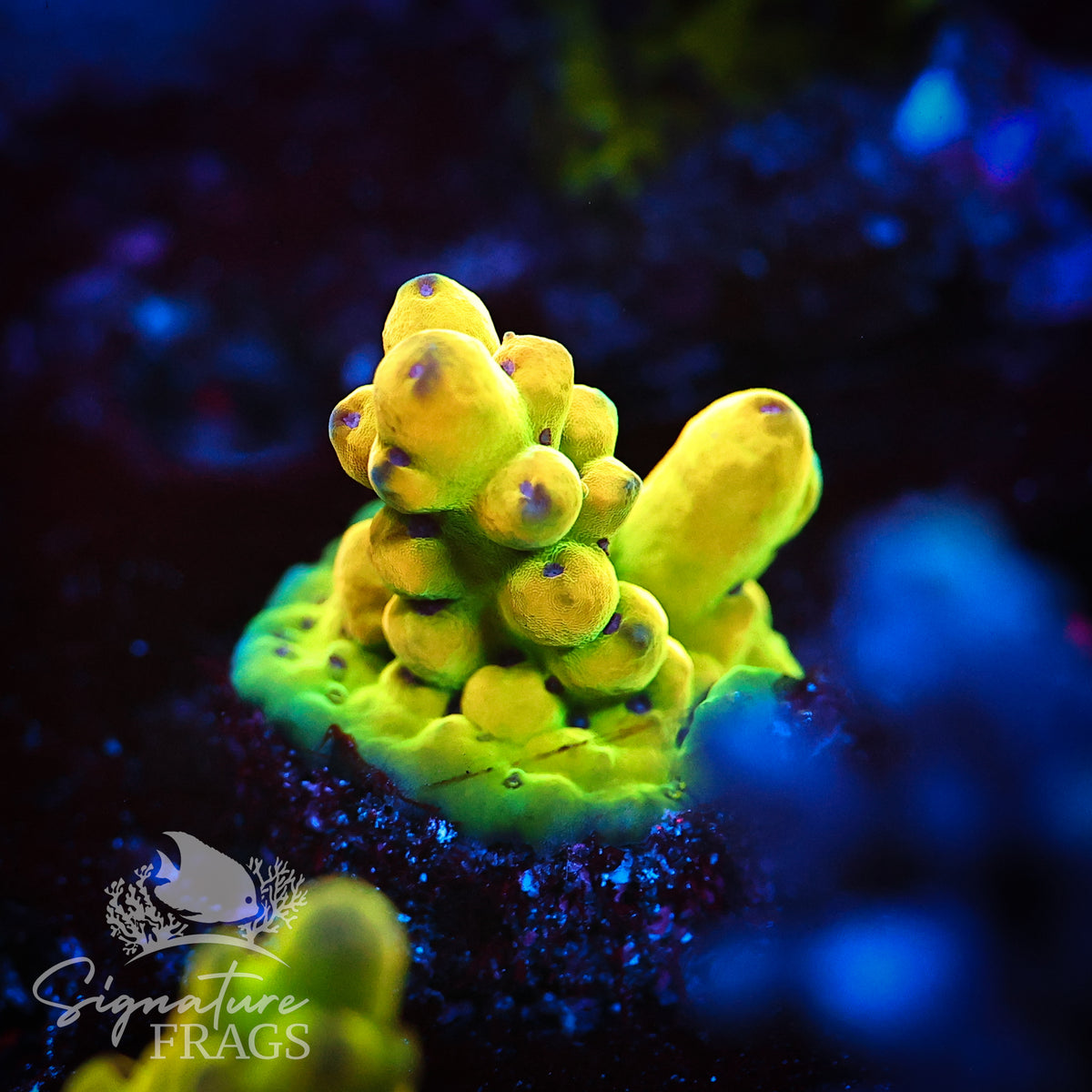 Yellow Granulosa