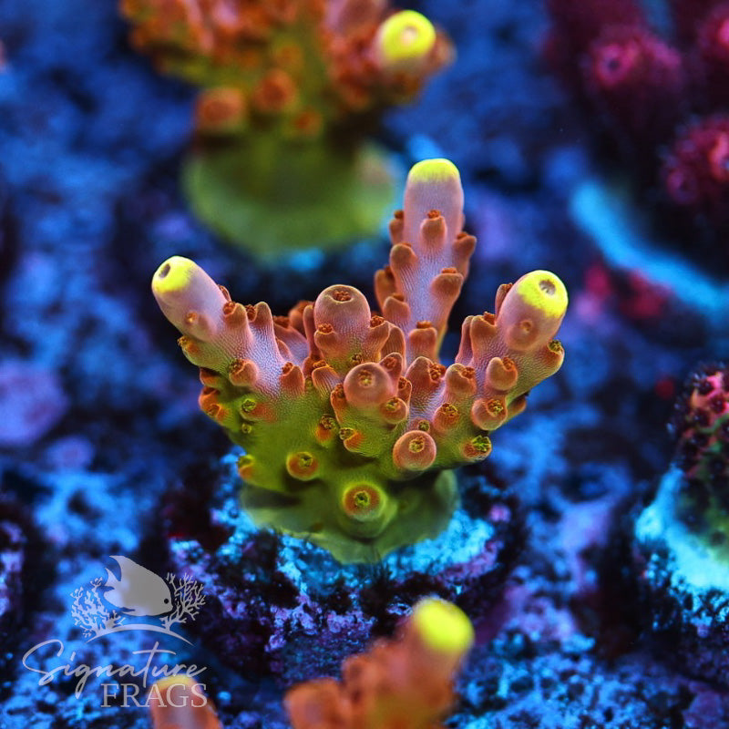 Yellow Loripes