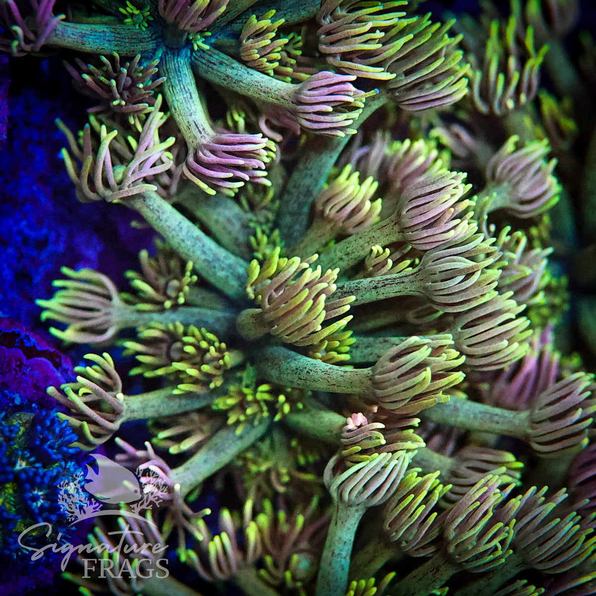 Yellow Purple Lash Green Stem Goni