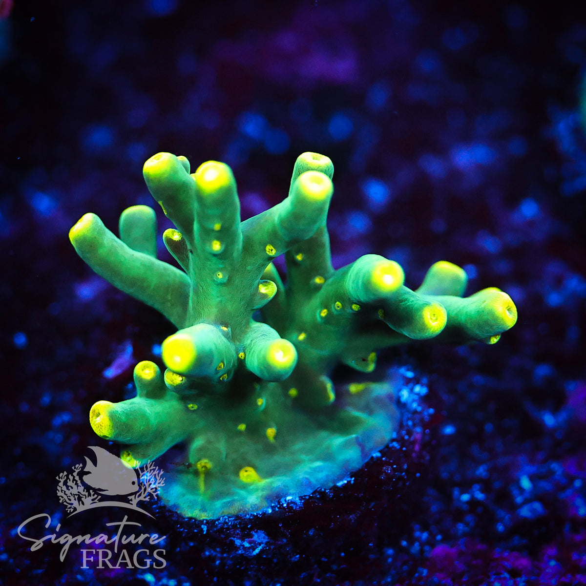 Yellow Suharsonoi