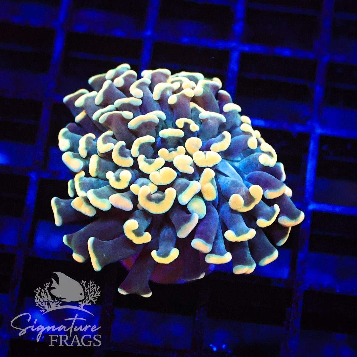 Yellow Tip Hologram Hammer
