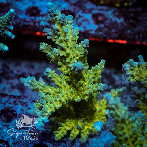 Yellow Tips Acropora WYSIWYG frag 1
