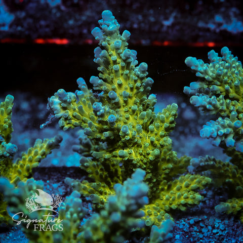 Yellow Tips Acropora WYSIWYG frag 2