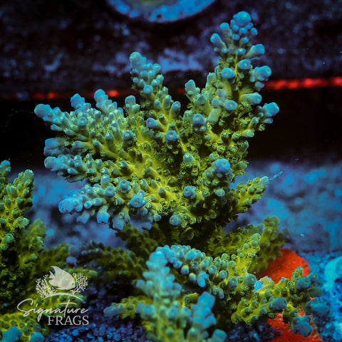 Yellow Tips Acropora WYSIWYG frag 3