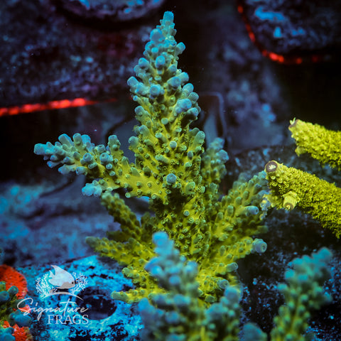 Yellow Tips Acropora WYSIWYG frag 4