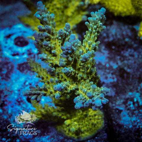Yellow Tips Acropora WYSIWYG frag 5