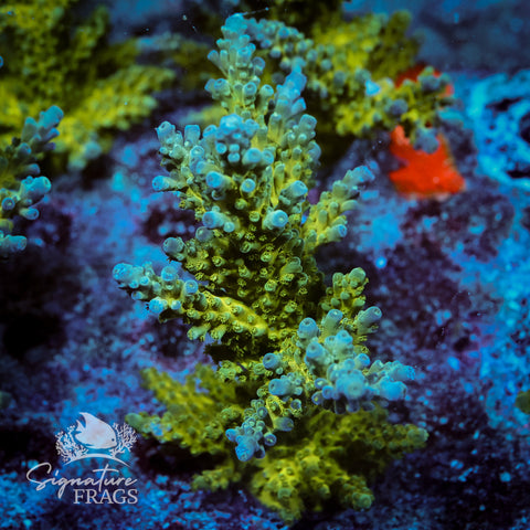 Yellow Tips Acropora WYSIWYG frag 6
