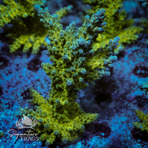 Yellow Tips Acropora WYSIWYG frag 7