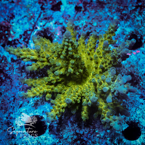 Yellow Tips Acropora WYSIWYG frag 8