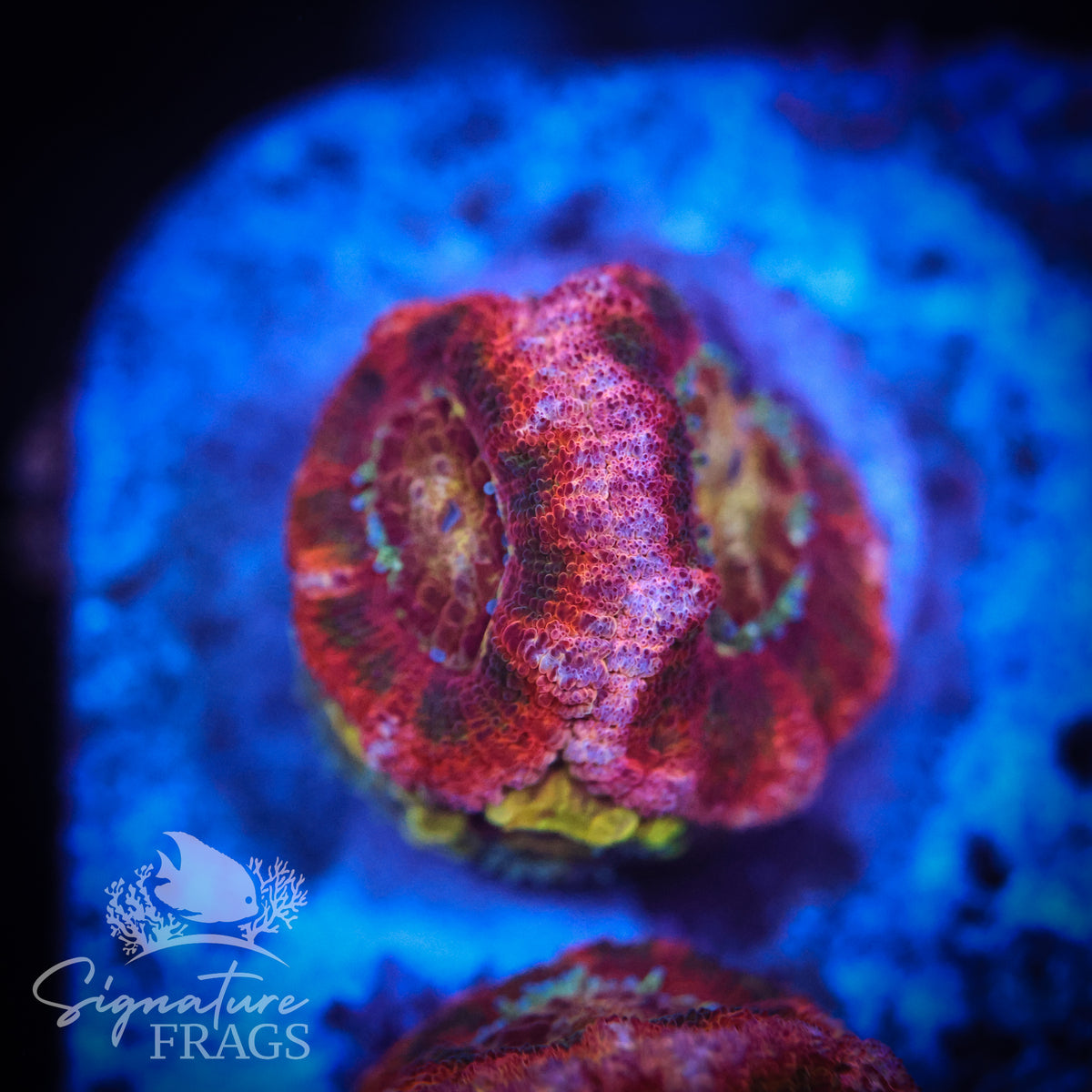 Zombie Eyes Micromussa Lord (Acan Lord)