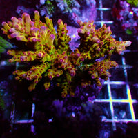 Budgie Smugler Acropora Coral