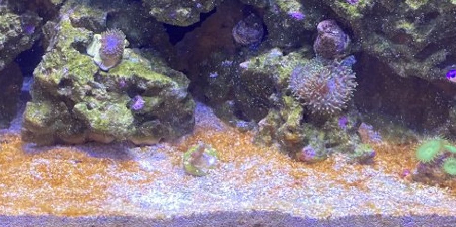 Small-cell Amphidinium reef-tank appearance reference