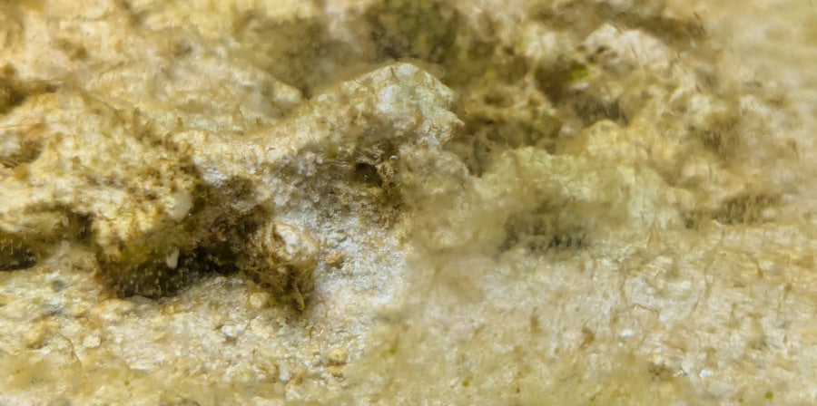 Golden algae / chrysophytes reef-tank appearance reference