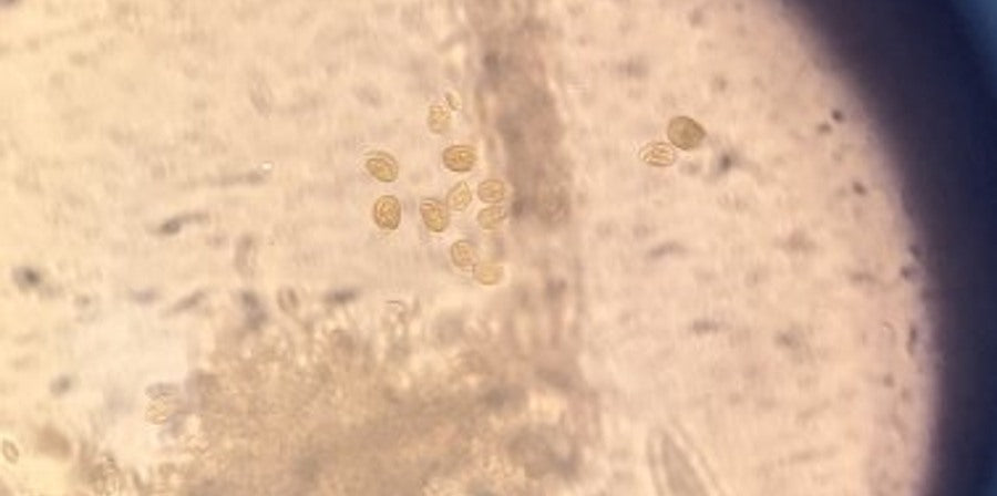 Small-cell Amphidinium close-up reference