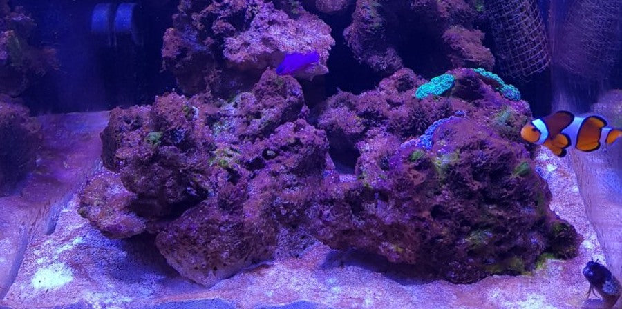 Coolia reef-tank appearance reference