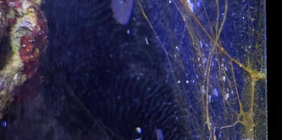 Ostreopsis reef-tank appearance reference